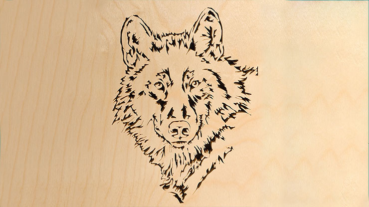 Gray Wolf Portrait